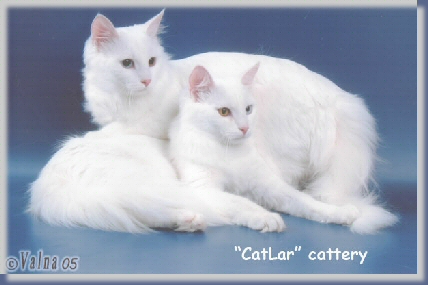 Catlar cattery